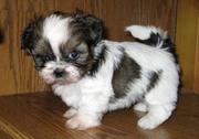 Charming Shih Tzu Puppies for sale