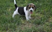 Playerful Beagle Puppies for sale