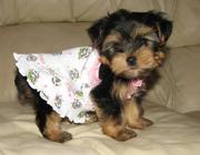 Beautiful Yorkshire Terrier Puppies for sale